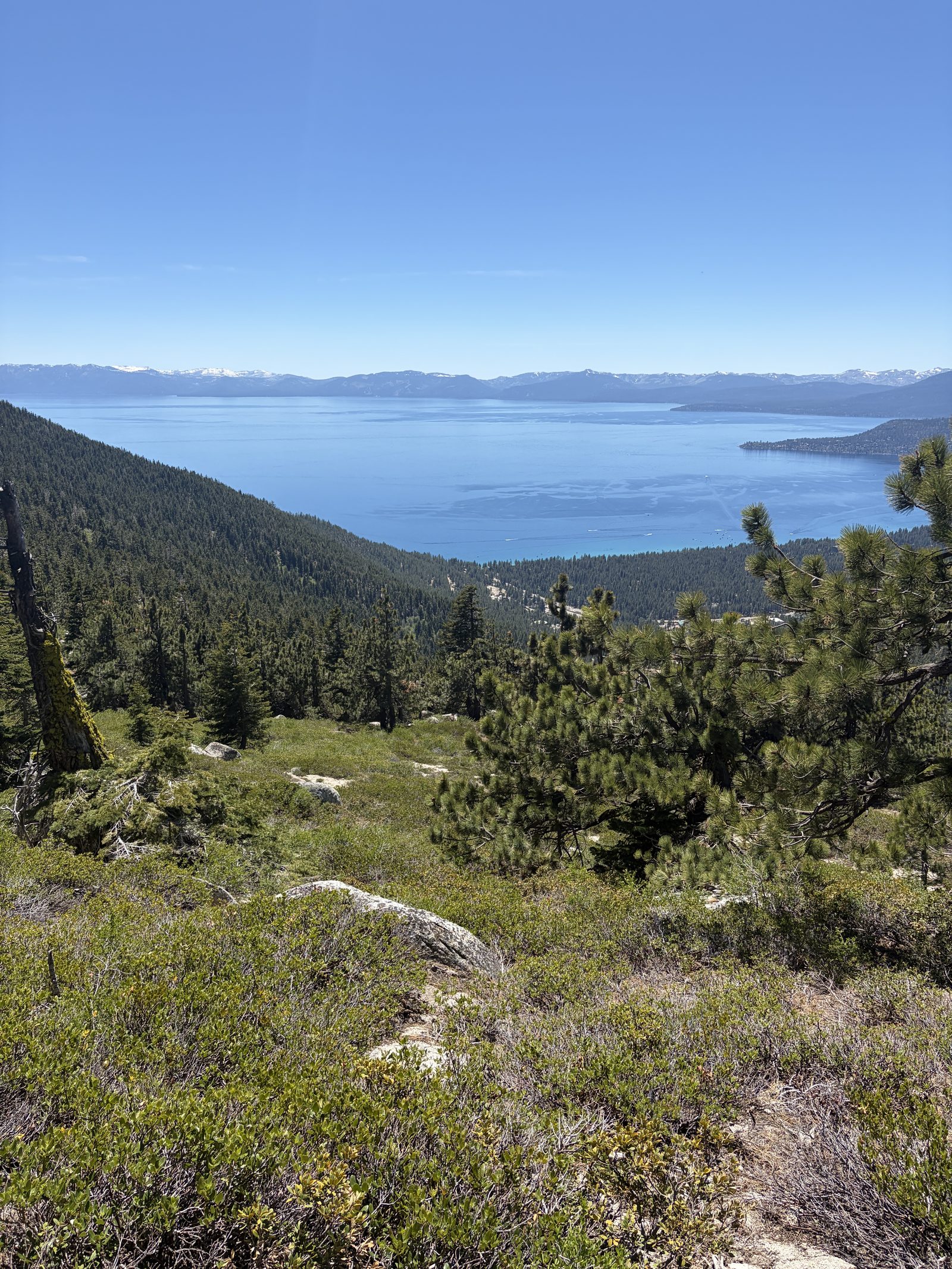 Lake Tahoe's blue water seen from a pine-covered slope, with snow-dusted peaks across the lake.